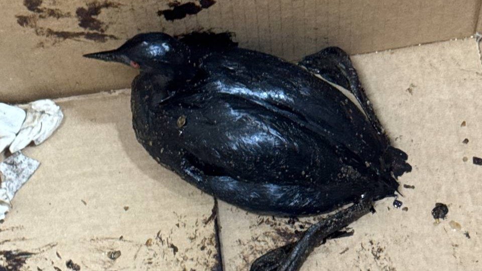 Редкая птица долетит до пляжа